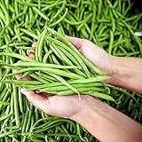 10 Buschbohnen Samen Winter GemüSesamen Balkon GemüSe Gartensamen Hochbeet Samen Buschbohnen GemüSepflanzen Pflanzen Anzucht Balkonpflanzen GemüSesamen Bio Saatgut GemüSe