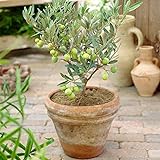 Olea Europaea Olivenbaum - Premium Gesunde Immergrüne Fruchtpflanze für den Innenbereich 14cm Topf