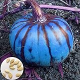 ZHOUBAA Samen zum Pflanzen, 200 Stück, blaue Kürbis-Kürbis-Samen, für Zuhause, Garten, Bauernhof, Hof, Gemüse, Dekoration, Pflanze – blaue Kürbissamen