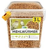 Mehlwürmer getrocknet 3 ltr. Premium Insektensnack Vögel, Fische, Schildkröten, Nager, Igel, Reptilien, Vogelfutter Wildvögel Ganzjährig Eichhörnchen Futter Hamsterfutter Igelfutter