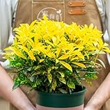 wunderstrauch samen, bio samen balkon exotische pflanzen winterhart topfpflanzen seltene blumen saatgut alte sorten bonsai 10pcs