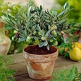 Olea Europaea Olivenbaum - winterharte, immergrüne, reife Indoor-Obstpflanze im 14cm-Topf