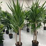 50 pcs Yucca elephantipes Samen pflanzen zimmerpflanzen samen deko wohnzimmer balkonpflanzen bio saatgut winterharte stauden für pralle sonne geschenk gartenliebhaber luftreinigende