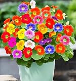 100+ Mix Kapuzinerkresse Samen, Nicht-GVO Heirloom Blume Samen zieht Bestäuber, leicht zu wachsen, Kapuzinerkresse Samen für die Bepflanzung im Freien, Garten