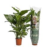 Spathiphyllum 'Sweet Lauretta' (Einblatt) – ca. 100 cm – Pflegeleichte, luftreinigende Zimmerpflanze mit weißen Blüten