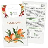 Sanddorn Samen: Premium Sanddorn Saatgut für 5 Sanddorn Pflanzen – Sanddorn Beeren Samen zur Aussaat der Sanddorn Pflanze im Garten – Samen Obst, Samen exotisch, Obst Pflanzen Winterhart von OwnGrown