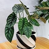 alocasia bonsai samen pflanzen für draußen winterhart alocasia pflanzensamen, deko wohnzimmer topfpflanzen draußen winterhart winterharte pflanzen für garten bonsai 250pcs