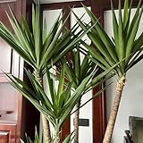 30 pcs Yucca elephantipes Samen hochbeet balkon kübelpflanzen luftreinigende zimmerpflanzen gartenarbeit luftreinigende zimmerpflanzen winterharte stauden für pralle sonne geschenk