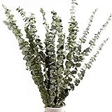 iRenXiao 15 Stück Natürliche Eukalyptuszweige, Getrocknet Blumen Deko, Trockenblumenstrauß, Getrocknete Blätter, Natürlich Dried Flower Bouquet, Dried Eukalyptus Blätterstrauß