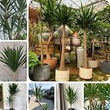 100 pcs Yucca elephantipes Palme Samen, deko wohnzimmer balkon winterharte stauden für pralle sonne geschenk gartenliebhaber gartenarbeit luftreinigende zimmerpflanzen deko pflanzen