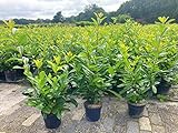 5st. Kirschlorbeer Novita 60-80cm Buschig XXL im 3L Topf immergrün Prunus laurocerasus Lorbeer Gartenhecke Sichtschutz Kirschlorbeerpflanze Heckenpflanzen