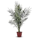 Tropictrees Phönix canariensis | Höhe 160cm | Dattelpalme winterhart & kältebeständig | Phönixpalme | Outdoor Grünpflanze | Kanarische Dattelpalme | Outdoor Palme