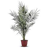 Tropictrees Phönix canariensis | Höhe 160cm | Dattelpalme winterhart & kältebeständig | Phönixpalme | Outdoor Grünpflanze | Kanarische Dattelpalme | Outdoor Palme