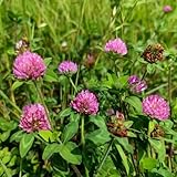 rotklee samen klee samen, wildblumensamen mehrjährig winterhart, rotklee pflanze blumensamen kleesamen exotische pflanzen garten bodendecker winterhart mehrjährig, balkonblumen 100pcs