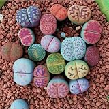 kiskick Gemischte Lithops-Samen, 100 Stück, gemischte Lithops-Samen, lebende Steine, Sukkulentenpflanze, Bonsai-Gartendekoration Lithops-Samen