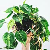 Philodendron scandens - Baumfreund | Kletterpflanze im 15 cm hohen Hängetopf | Zimmerpflanze