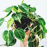 Philodendron scandens - Baumfreund | Kletterpflanze im 15 cm hohen Hängetopf | Zimmerpflanze