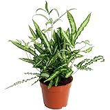 Pteris Albolineata Kretischer Saumfarn Pflanze fürs Zuhause oder das Büro (25-35 cm mit Topf)