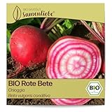 Samenliebe BIO Rote Bete Samen alte Sorte Chioggia süße feine italienische Beete runde Rüben rot weiß 200 Samen samenfestes Gemüse Saatgut für Gewächshaus Freiland und Balkon BIO Gemüsesamen