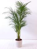 Goldfruchtpalme 130-150cm Chrysalidocarpus lutescens - 'Areca Palme' / Zimmerpalme