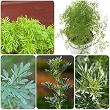 Colakraut - artemisia abrotanum Samen, kräuterpflanzen steingartenpflanzen winterhart kräutersamen stauden winterhart mehrjährig bonsai samen nachhaltige produkte seltene pflanzen 80pcs