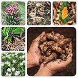 300 pcs Kurkuma Samen Bio - kräuter balkon, garten geschenk Einpflanzen Curcuma, kräuterbeet für die küche, pflanzensamen küchenkräuter, hochbeet balkon küchenkräuter samen, bodendecker