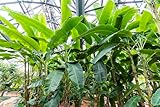 Winterharte Faserbanane Musa basjoo, Grüne Bananenpflanze für den Garten, Mehrjährige Staude