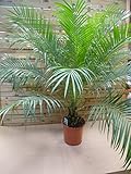 [Palmenlager] - Phoenix roebelenii Zwergdattelpalme 140 cm - Stamm 20/30 cm/Zimmerpalme