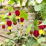 Abutilon megapotamicum samen zimmerblumen rankpflanze mini garten blumen bonsai exotische samen wohnzimmer bienenfreundliche blumensamen flower seeds balkon deko zimmerpflanzen 100pcs