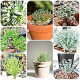 albuca spiralis pflanze - samen kräutersamen sukkulenten winterhart pflanzensamen kräuter samen dekopflanzen topfpflanzen draußen winterhart garten samen grünpflanzen balkonpflanzen 60pcs