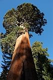 Seedeo® Anzuchtset Berg - Mammutbaum (Sequoiadendron giganteum) 50 Samen