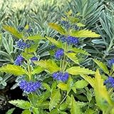 300 pcs Bartblume Winterhart Samen, gartenpflanzen winterhart mehrjährig Caryopteris clandonensis - gartendeko für draußen zimmerpflanzen echt samen, winterharte blumen gartenarbeit