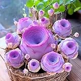 Berg Rose Sukkulenten Samen, Sukkulenten seltene Sorten Samen, Sukkulenten Samen zum Anbau von rosafarbenartigen Blumen für Topfpflanzen B 1000 Stück