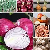 100 pcs Zwiebeln Zum Pflanzen wildkräuter samen bio samen Steckzwiebeln Zum Pflanzen, samen gemüse hochbeet Balkon Pflanze Bio Saatgut Seltene Pflanzen Exotische Pflanzen Winterhart