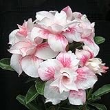 100% real 2 Stück Wüste rosafarbene Samen, adenium Samen Sukkulenten Zierblumen Pflanze für Garten & Balkon Mischungsfarben Bonsai 2 : Seeds Only