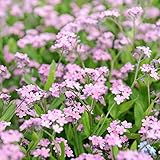 Pink Vergissmeinnicht Samen - Myosotis Vergissmeinnicht