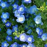 Veronica-Samen, Vergissmeinnicht-Samen, bonsai samen，fensterbank deko，blumen zum einpflanzen blumen garten，pflanzen winterhart draußen winterharte pflanzen für garten，Farbenprächtige 400pcs