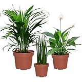 Zimmerpflanzen Fresh Air Brothers | 3er Set luftreinigende Pflanzen | Goldfruchtpalme, Sansevieria & Einblatt | pflegeleicht, robust & frisch aus der Gärtnerei | ideal für Zuhause & Büro | Green Me Up