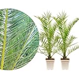 Meine Orangerie Phoenix Canariensis 2er Set - Ø19 cm - frostharte, robuste Palme - Kanarische Dattelpalme