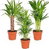 3x Tropical Palm Mix – Dypsis-Chamaedorea-Yucca – Pflegefreundlich – ⌀12 cm – 20-45 cm