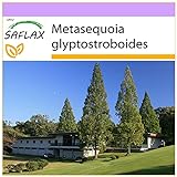 SAFLAX - Urwelt - Mammutbaum - 60 Samen - Metasequoia glyptostroboides
