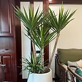 20 pcs Yucca elephantipes Palme Samen, biosaatgut exotische pflanzen winterhart bonsai tree bio saatgut urban gardening pflanzen deko bonsai samen bäume garten winterhart balkonpflanzen