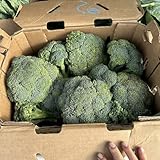 brokkoli brokkolisamen gemüsesamen, exotische zimmerpflanzen gartenpflanzen winterhart mehrjährig gartendeko für draußen, bio samen gemüse exotische pflanzen winterhart, bonsai samen 300pcs