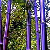 100 Stück Bambus Samen Winterhart, Bambus Pflanze Samen, Blumensamen für Garten und Balkon,Garten Blumen, Ideale Garten Pflanzen, Balkon Pflanzen (Lila)