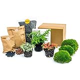 urbanjngl.com - Flaschengarten Paket Farn - 3 Pflanzen - Nachfüll & Starterpaket DIY - Pflanzenterrarium Nachfüllset - Pflanzen-Terrarium-Paket - Terrarium