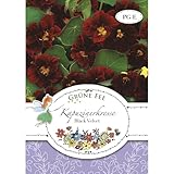 Grüne Fee - Kapuzinerkresse Black Velvet Samen - 13351