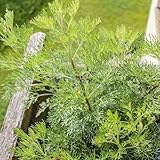 Colakraut Samen, grünpflanzen seltene pflanzen balkonpflanzen pflanzen winterhart draußen kräutersamen stauden winterhart mehrjährig alte sorten winterharte kübelpflanzen pflanzen 80pcs