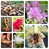 200 pcs Kurkuma Samen Bio - küchenkräuter, hochbeet balkon Einpflanzen Curcuma, kräuterbeet balkon, samen pflanztopf zimmerbonsai bonsai gemüsepflanzen winterharte kübelpflanzen alte