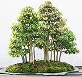 Samen-Bonsai-Mammutbaum