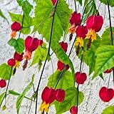 Abutilon megapotamicum samen zimmerblumen gartensamen blühende mini garten blumen balkon deko bienenfreundliche blumensamen garden pflanzenkübel kletterpflanzen gartenpflanzen 50pcs